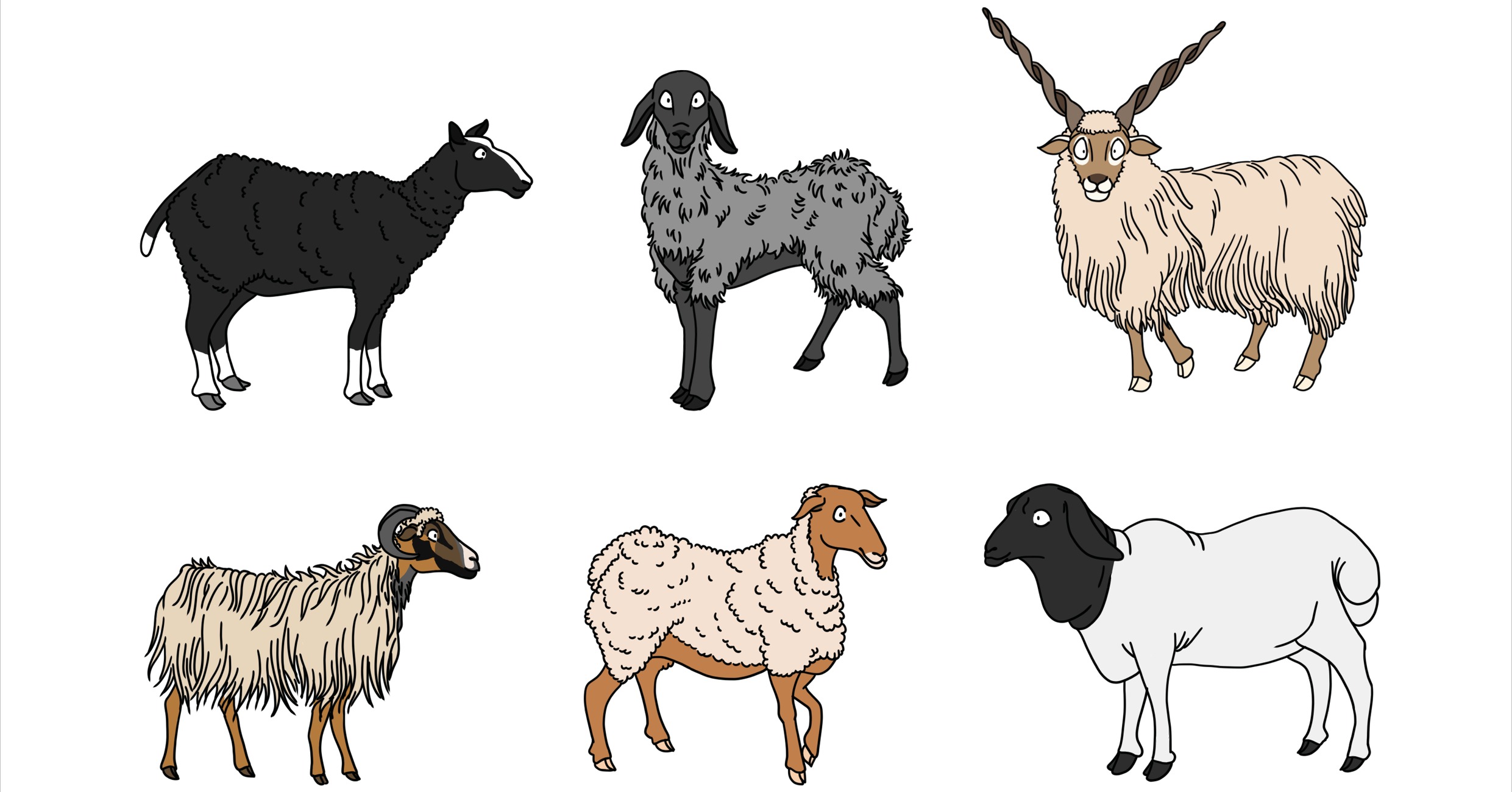 Schaplakat Schafarten Zwartbles, Karakulschaf, Zackelschaf, Corse, Coburger Fuchsschaf, Somalischaf